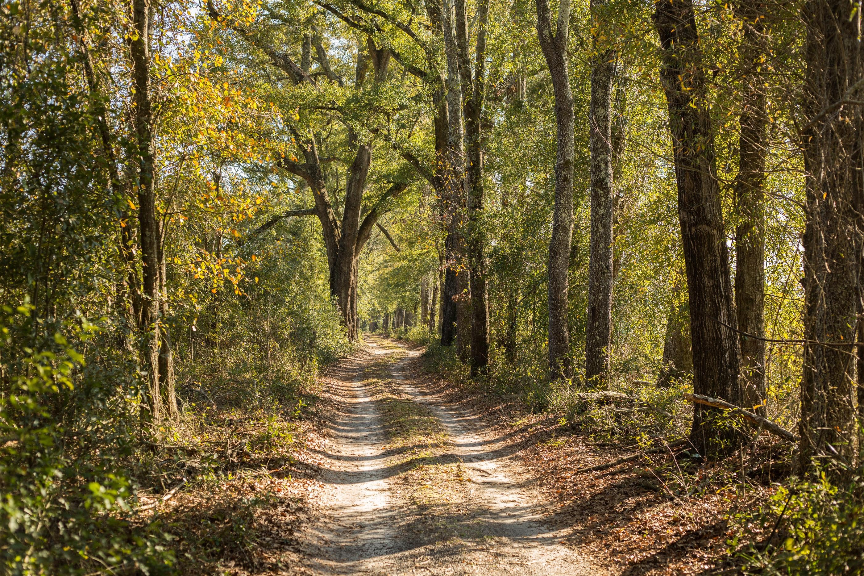 Tree lined driveway of N FL Land for sale