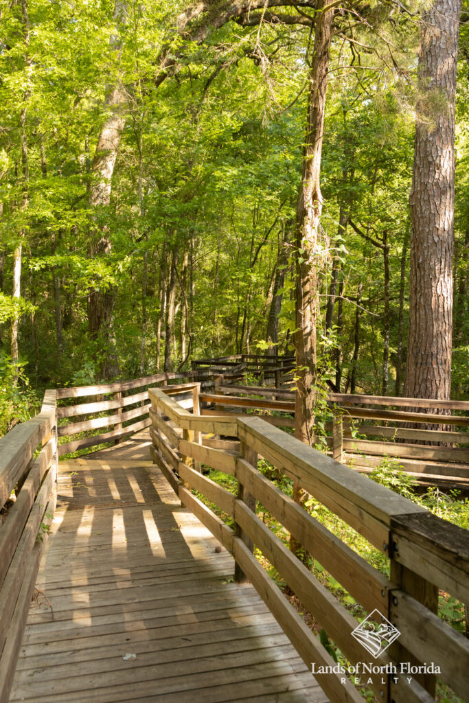 Falmouth Springs board walk down to spring
