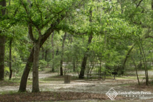 Royal Springs Picnic Area under big oak tree canopy