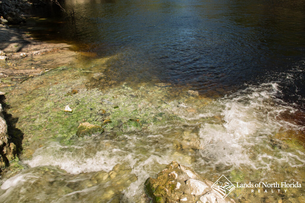 Fresh spring water flows into the Suwannee River