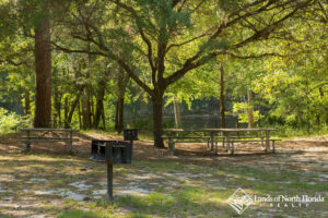 Scattered oak trees, camp grills, and picnic tables in an area at Madison Blue Spring State Park