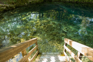 A photo looking down the wooden stairway with railings, leading right into the clear blue water of Madison Blue Spring