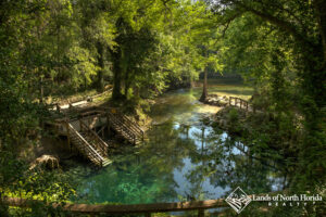 An elevated view looking down towards Madison Blue Springs. Entry steps to the left, and a board walk way to the right. The blue water flows out and merges with the Withlacoochee River.