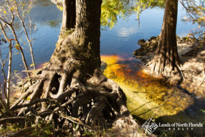 Spring water meets the Suwannee River at Charles Spring