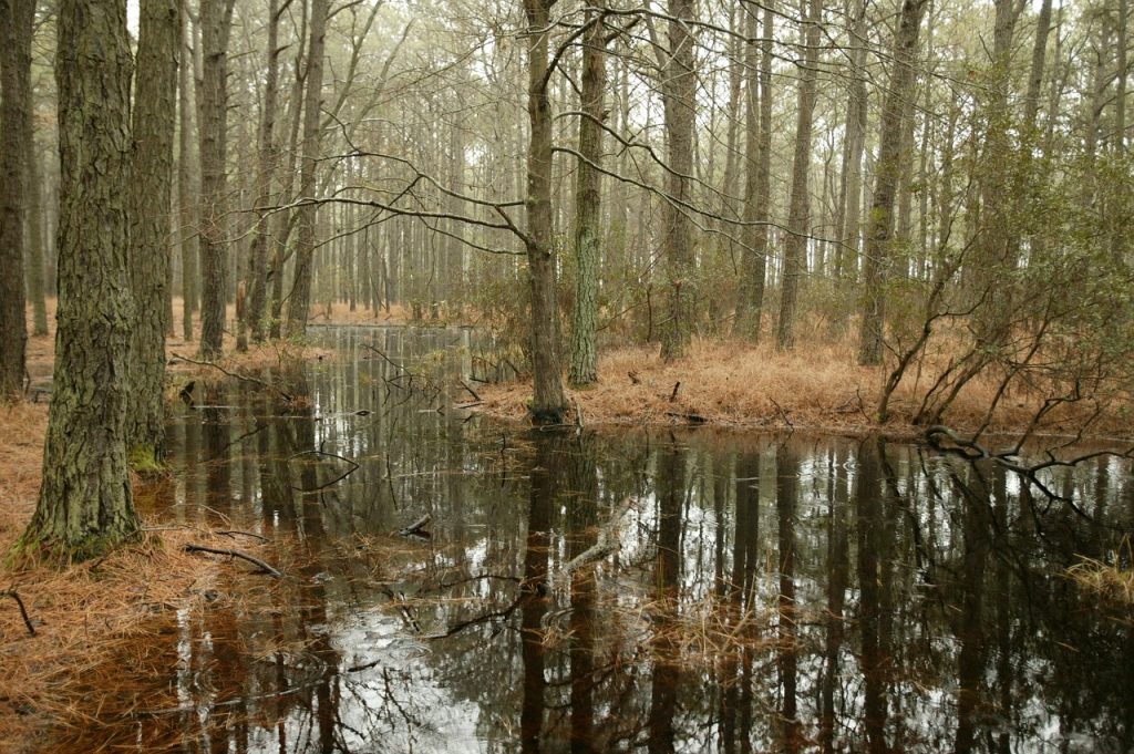 Swampy Wetlands